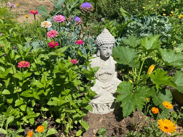 Mid Century Modern Garden Oasis