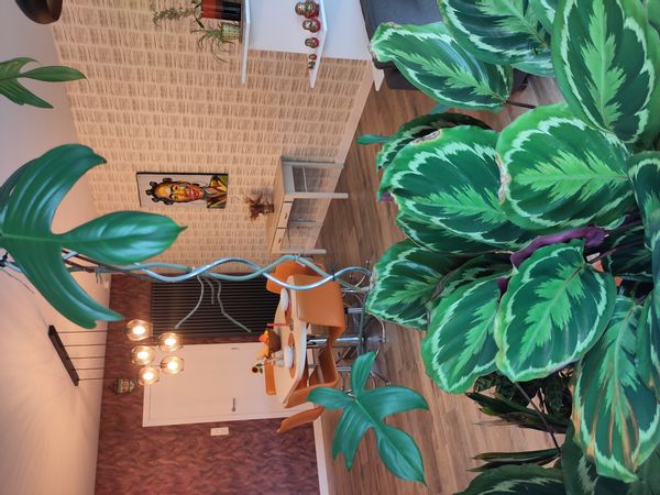 Fijn stadshuis met een vleugje 'joie de vivre'! Leuke extra; zuidgerichte tuin & inpandige garage.