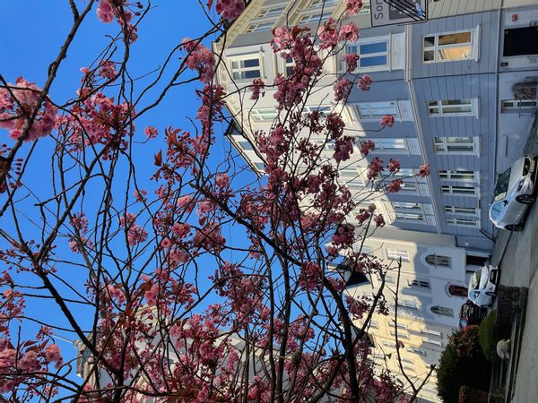 Susanne Hoggenina kuća