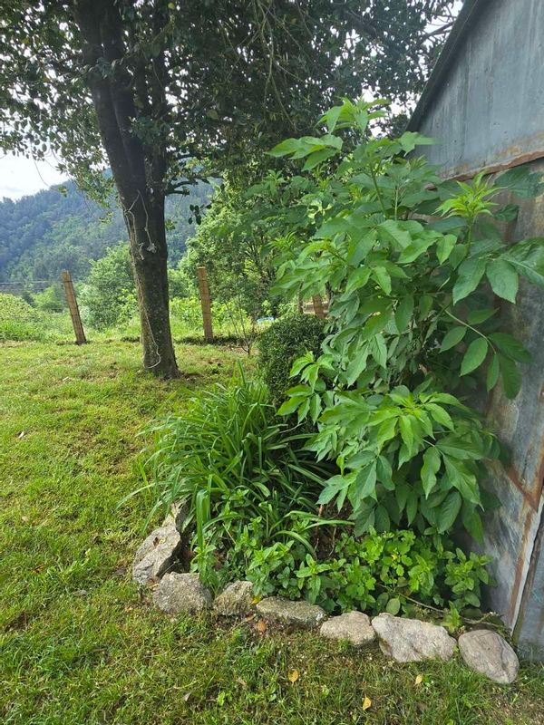 Patricia's house