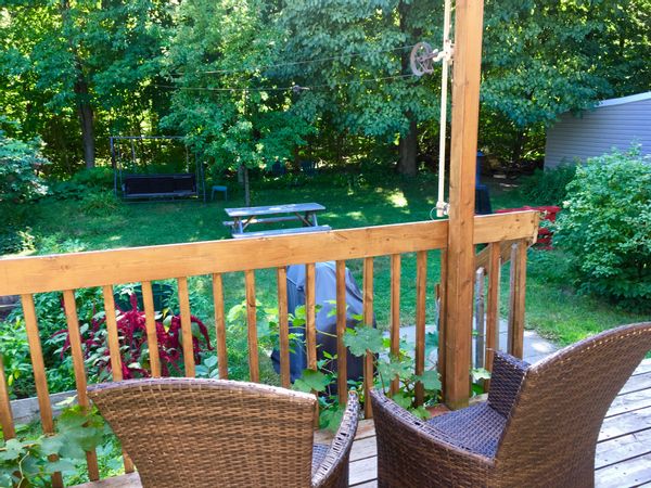 La forêt dans la cour