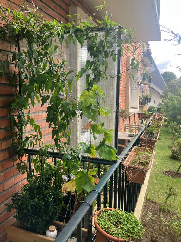 Guillaumes hus