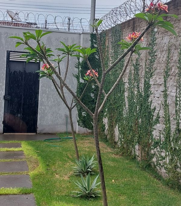 Fabricio Silva's house