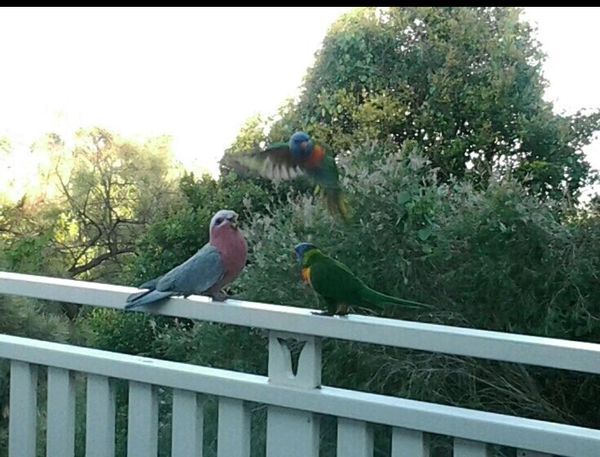 Coolgardie