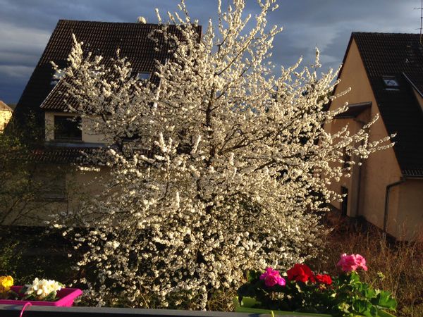 Joli duplex à Fegersheim, à 10 km de Strasbourg France