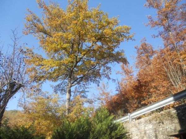 beautiful chalet with garden