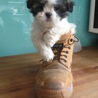 Excellent Location: Modern bright family home in the heart of Limerick