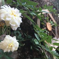 Maison en vieilles pierres