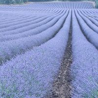 Vistas al mar y a la bahia de Alicante