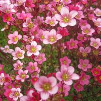 Maison traditionnelle en Bretagne