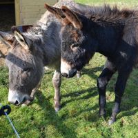 Randonner en âne en campagne!