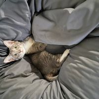 Appartement lumineux, confortable avec piscine, salle de sport et terrain de tennis dans l'immeuble.