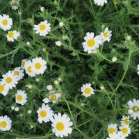 Maison entre Bordeaux et le bassin d'Arcachon