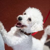 Nicholas  & Iris s Haus