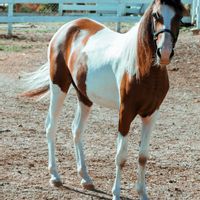 Beautiful Island House Located on a Family Farm - Gorgeous Caribbean island