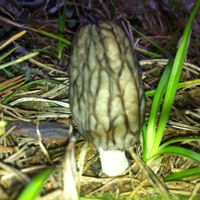 La maison de Fernando