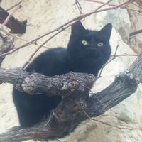 Maison en Comminges, à Alan