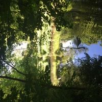 Le séquoia de La Fayette