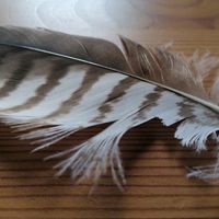 Pfarrlehen zu Döben