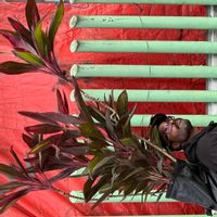 La maison de stephan