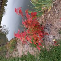 La maison ronde en bois