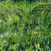 La maison de victoria