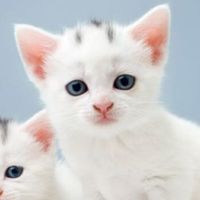 L'appartement du bonheur