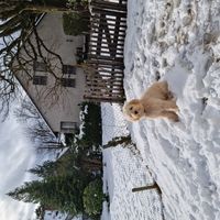 Grand appartement dans maison classée, à 100m de la forêt du Taunus.