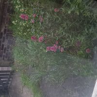 La maison de Tinashe