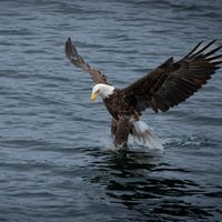 Beautiful Cedar Log Home by the Bra d’or Lake, Cape Breton, Nova Scotia Canada.
