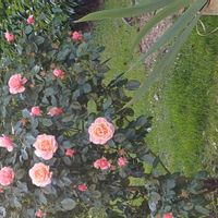 Marie-Alice's house