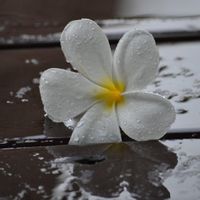 Chez Raphaël plus d’échange possible