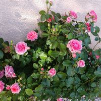 La maison samatanaise