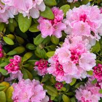 La maison de Céline