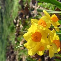 La maison de Alice, à 10 minutes du Puy du Fou