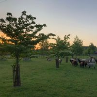 Richard and Joss hus