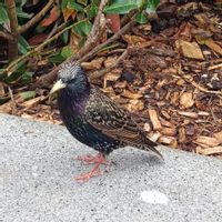 Studio vue sur lagon Moorea