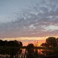 La Rhodesienne du Stock