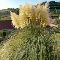 La maison de Angélique