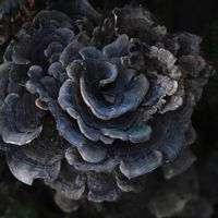 Maison du belvédère