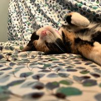 College Park walk to DC Metro Station