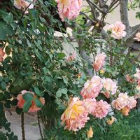 La maison de Kristine