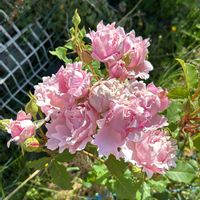 La maison de Margaux