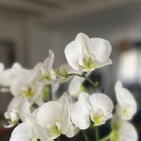 Chambre privée pour visiter Lyon (accès direct à la place Bellecour en transport en commun)