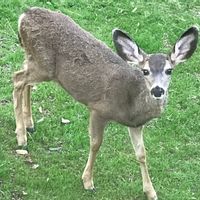 DeerHavn - Tranquil 3bd/2.5ba (Near Yosemite/BassLake)