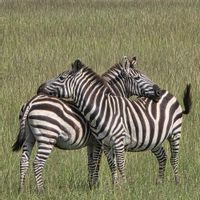 Roxanne Guay Laprise's house