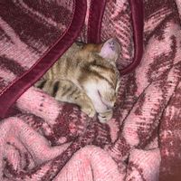 La chambre privée de Courteaud