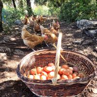 La Cabane sauvage dans les bois