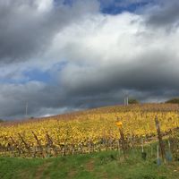 Gîte au Cœur des Vignes