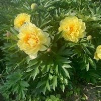 La maison de Johanne